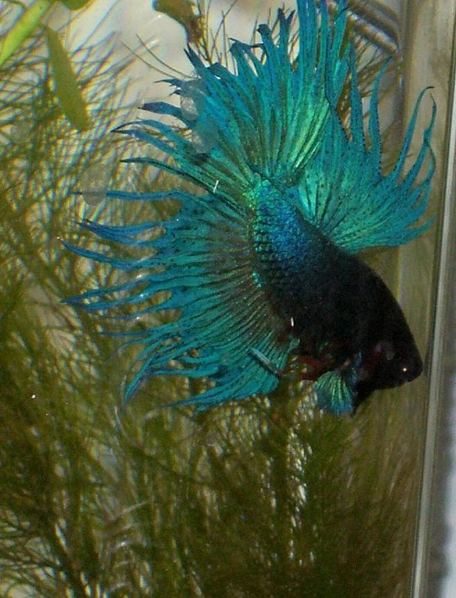 freshwater fish - betta splendens - crown tail betta stocking in 30 gallons tank - is is my third betta