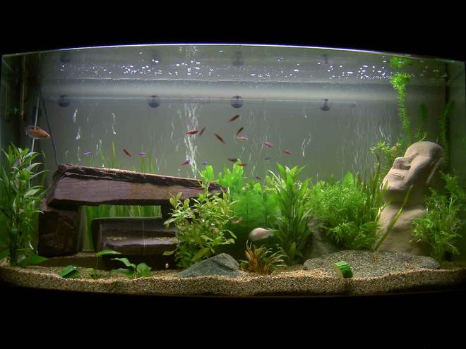 30 gallons planted tank (mostly live plants and fish) - Aqua one 30 Gallon monster