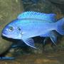 freshwater fish - metriaclima callainos - cobalt blue zebra cichlid stocking in 75 gallons tank - another homegrown pseudotropheus zebra cobalt growing up. I'm lucky my cobalts breed often.