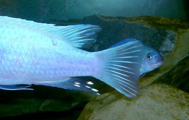 freshwater fish - maylandia callainos - blue cobalt cichlid stocking in 75 gallons tank - My Daddy is REALLY BIG!