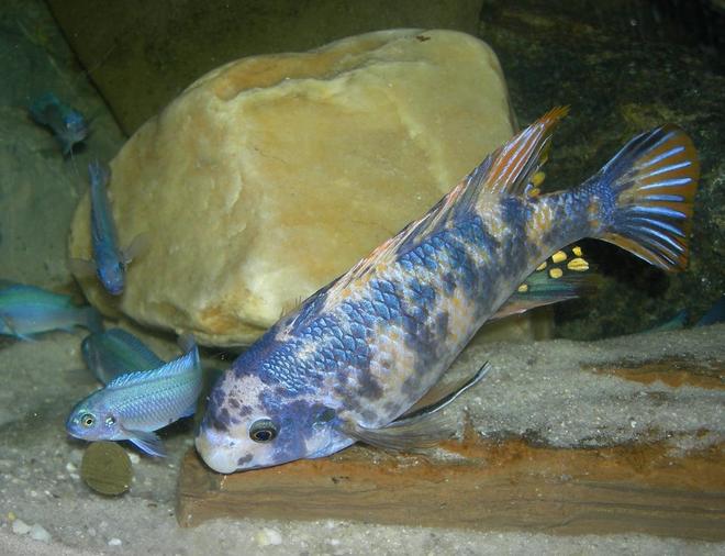 freshwater fish - labeotropheus fuelleborni - fuelleborni cichlid stocking in 75 gallons tank - The Bully.  Worth a larger view.