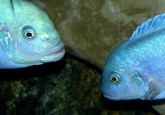 freshwater fish - maylandia callainos - blue cobalt cichlid stocking in 75 gallons tank - Male and Female