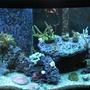 72 gallons reef tank (mostly live coral and fish) - -s0da-'s Tank 72 gn RR Bowfront, 20gn Sump, 4x96wt PC lights, 80lbs LR, 1650gph Closed loop system.