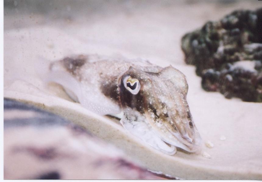 Rated #435: Corals Inverts - Sepia Officinalis - Cuttlefish Stocking In 150 Gallons Tank - My Cuttle Fish 
the mighty mighty ZIM 
Sepia Officinalis