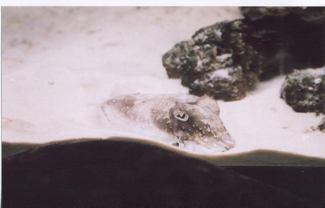 corals inverts - sepia officinalis - cuttlefish stocking in 150 gallons tank - ZIM 
Sepia Offininalis