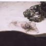 corals inverts - sepia officinalis - cuttlefish stocking in 150 gallons tank - ZIM Sepia Offininalis