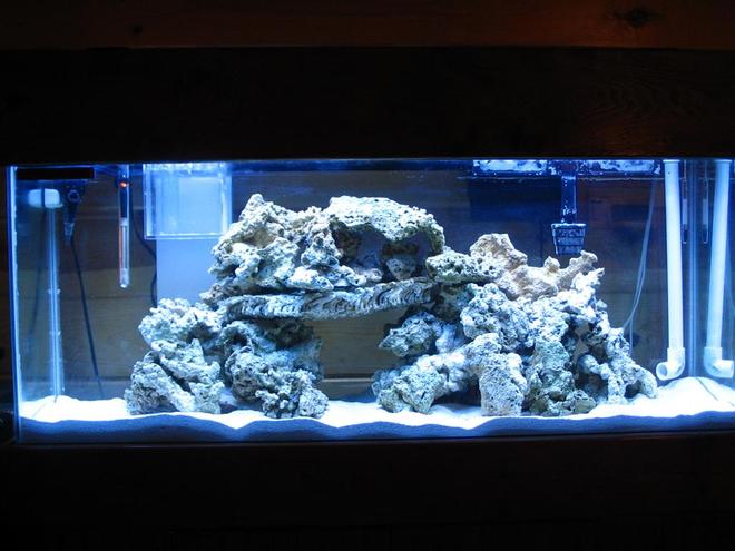 55 gallons saltwater fish tank (mostly fish, little/no live coral) - tank at 3 weeks. Have since removed filter on back, and put heater in sump.