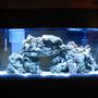 55 gallons saltwater fish tank (mostly fish, little/no live coral) - tank at 3 weeks. Have since removed filter on back, and put heater in sump.
