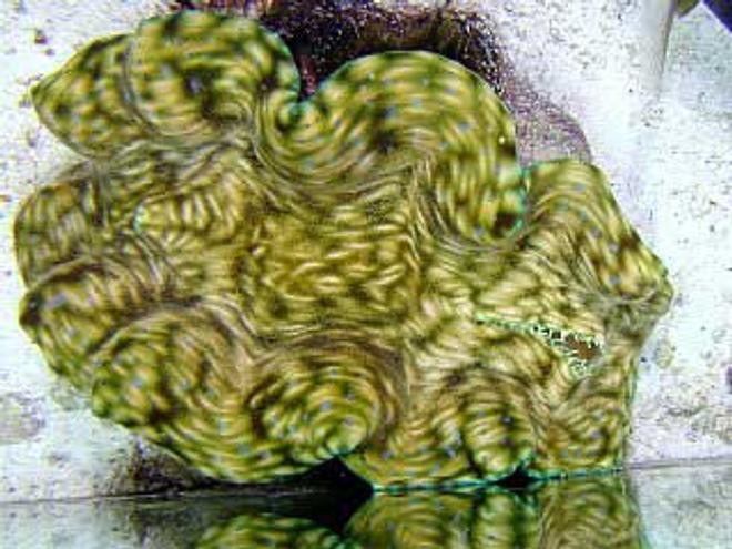 corals inverts - tridacna derasa - derasa clam stocking in 180 gallons tank - Tridacna derasa