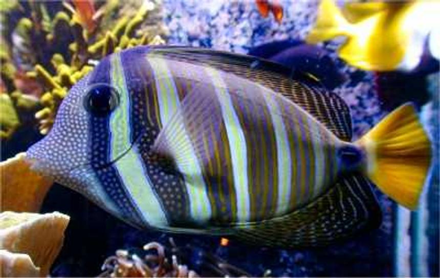 Rated #2: Saltwater Fish - Zebrasoma Veliferum - Sailfin Tang Stocking In 180 Gallons Tank - Zambrasoma veliferum