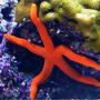 corals inverts - echinaster sp. - orange sea star stocking in 180 gallons tank - Orange seastar