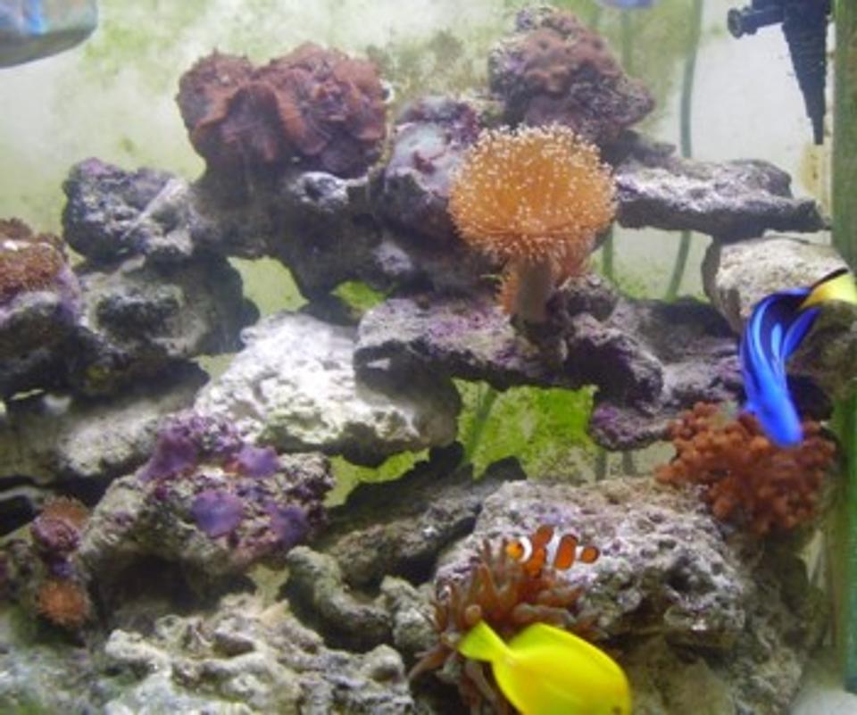 corals inverts - sabellastarte sp. - feather duster stocking in 90 gallons tank - Apart of my pretty 90 gallon reef