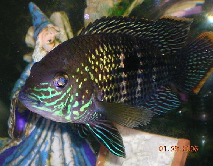 Rated #1121: Freshwater Fish - Aequidens Rivulatus - Green Terror Stocking In 55 Gallons Tank - This is my Green Terror...This is a great fish to have, They dont live up to thier name like red devils which i think is great thing