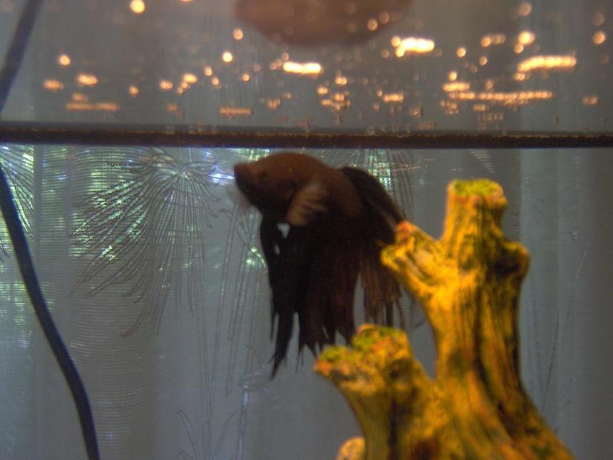 Rated #158: Freshwater Fish - Betta Splendens - Crown Tail Betta Stocking In 38 Gallons Tank - Some very nice men in white coats came and said they wanted to show me my new padded fish tank. Rest in Peace Alfio =o(
