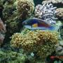 saltwater fish - cirrhilabrus solorensis - fairy wrasse stocking in 90 gallons tank - Blue Fairy Wrasse swimming past a frog spawn coral