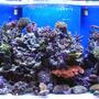 180 gallons reef tank (mostly live coral and fish) - 180g BB SPS/lps tank