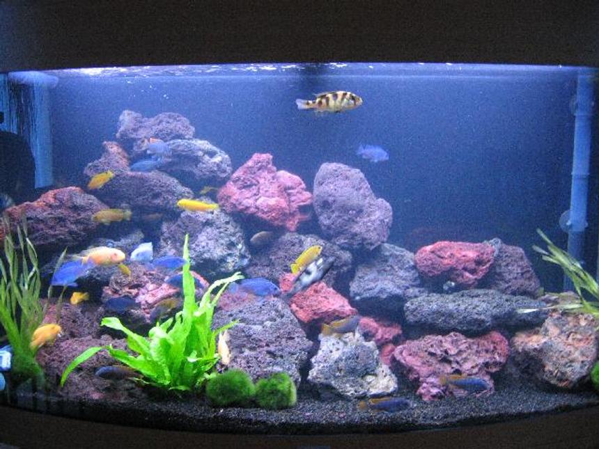 Rated #75: 40 Gallons Freshwater Fish Tank - Juwel Vision 180 : Lake Malawi setup