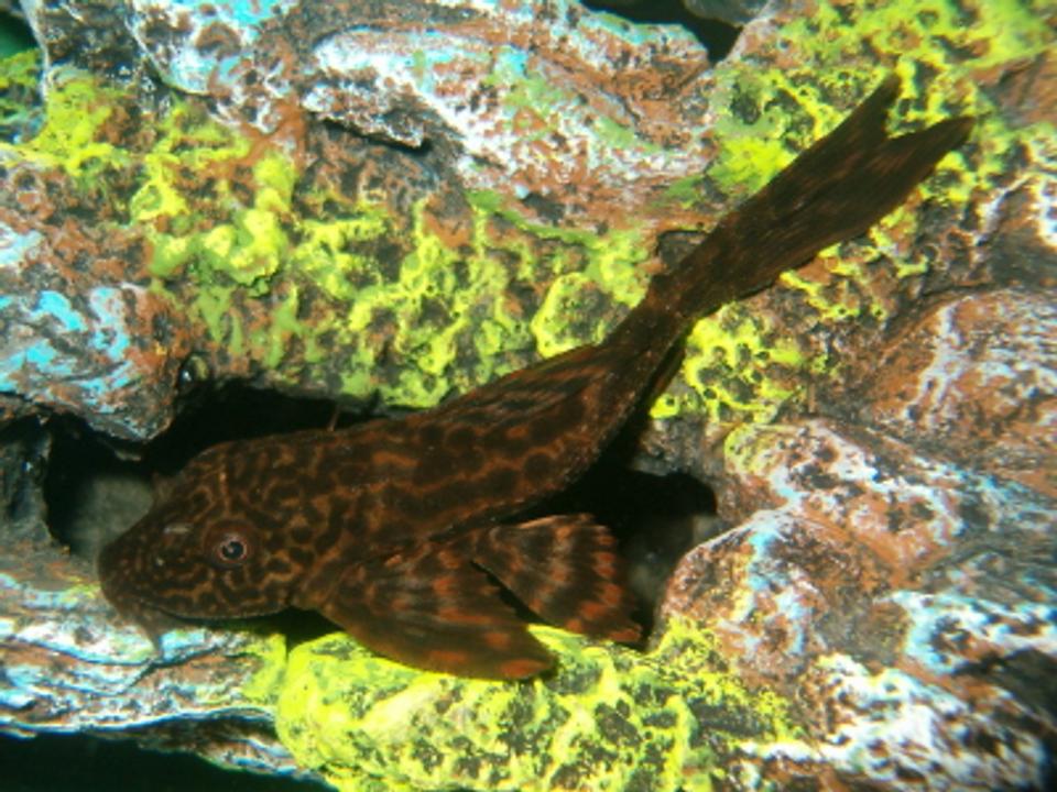 freshwater fish - pseudoacanthicus leopardus - redtail leopard pleco (l-114) stocking in 20 gallons tank - plecosaurus