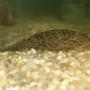 freshwater fish - peckoltia sp. - gypsy king tiger pleco (l-66) stocking in 20 gallons tank - plecosaur jr