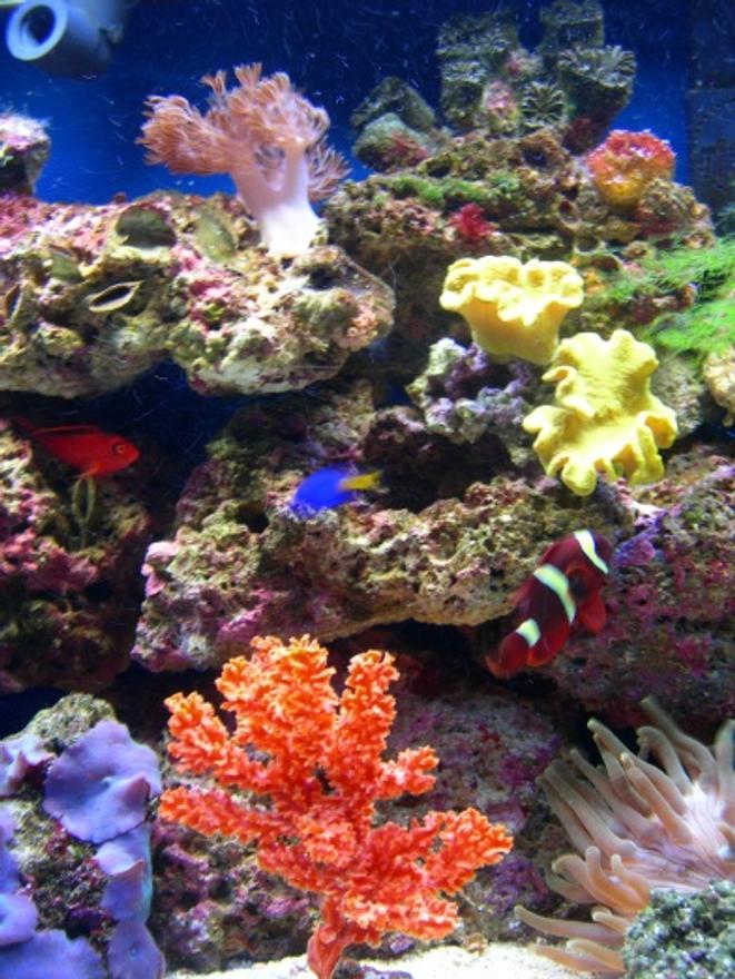 corals inverts - sarcophyton elegans - yellow fiji leather coral stocking in 46 gallons tank - Orange sponge, Xenia , Yellow leather, bubble tip and some purple mushrooms.