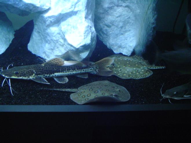 freshwater fish - phractocephalus hemioliopterus - redtail cat stocking in 75 gallons tank - My redtail/TSH hybrid, 2 motoro rays.