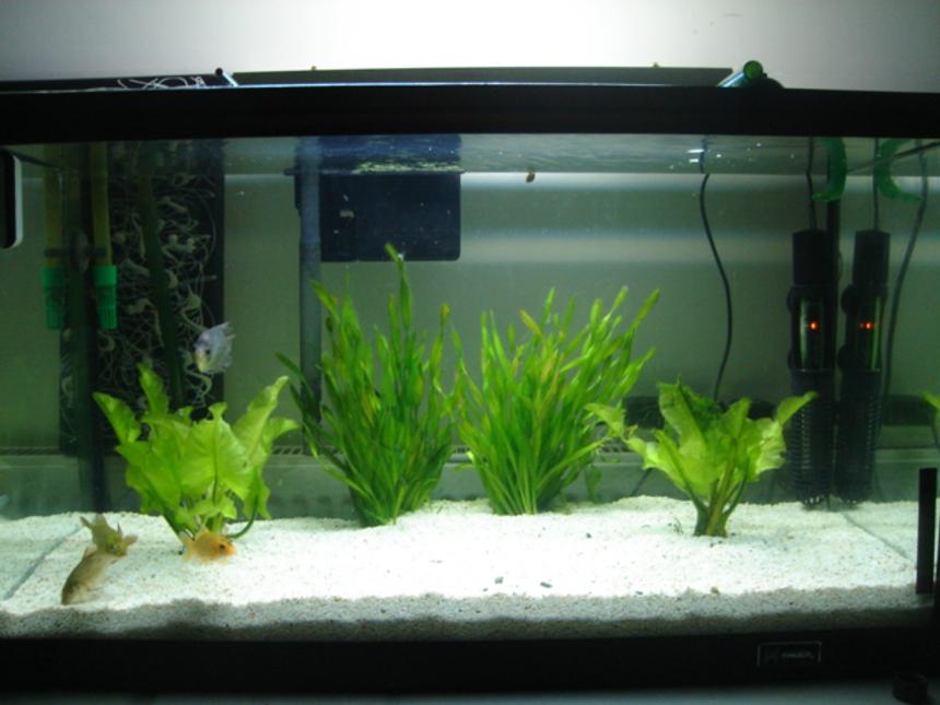 Rated #358: 75 Gallons Freshwater Fish Tank - this is a little 20g tank i just set up contains koi