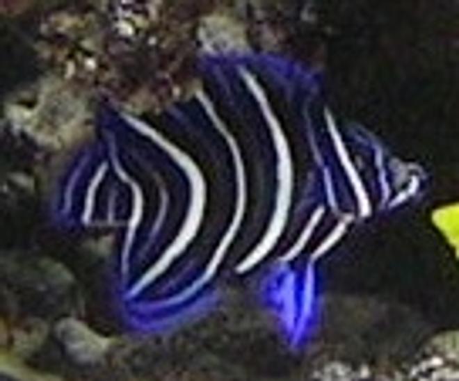 saltwater fish - pomacanthus semicirculatus - koran angelfish stocking in 55 gallons tank - yeeaaa!! my koran angel