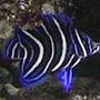 saltwater fish - pomacanthus semicirculatus - koran angelfish stocking in 55 gallons tank - yeeaaa!! my koran angel