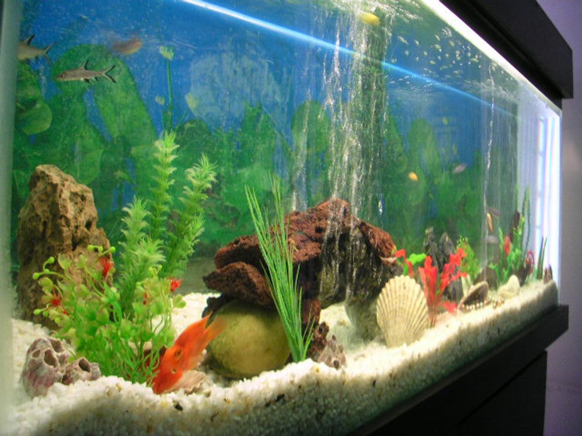 100 gallons freshwater fish tank (mostly fish and non-living decorations) - hello