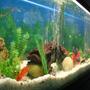 100 gallons freshwater fish tank (mostly fish and non-living decorations) - hello