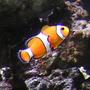 saltwater fish - amphiprion ocellaris - ocellaris clownfish stocking in 55 gallons tank - my clown fish