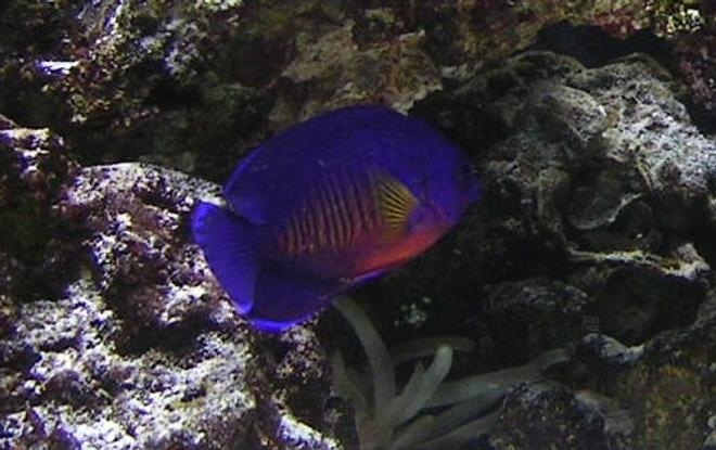 saltwater fish - centropyge bispinosa - coral beauty angelfish stocking in 55 gallons tank - my coral beauty