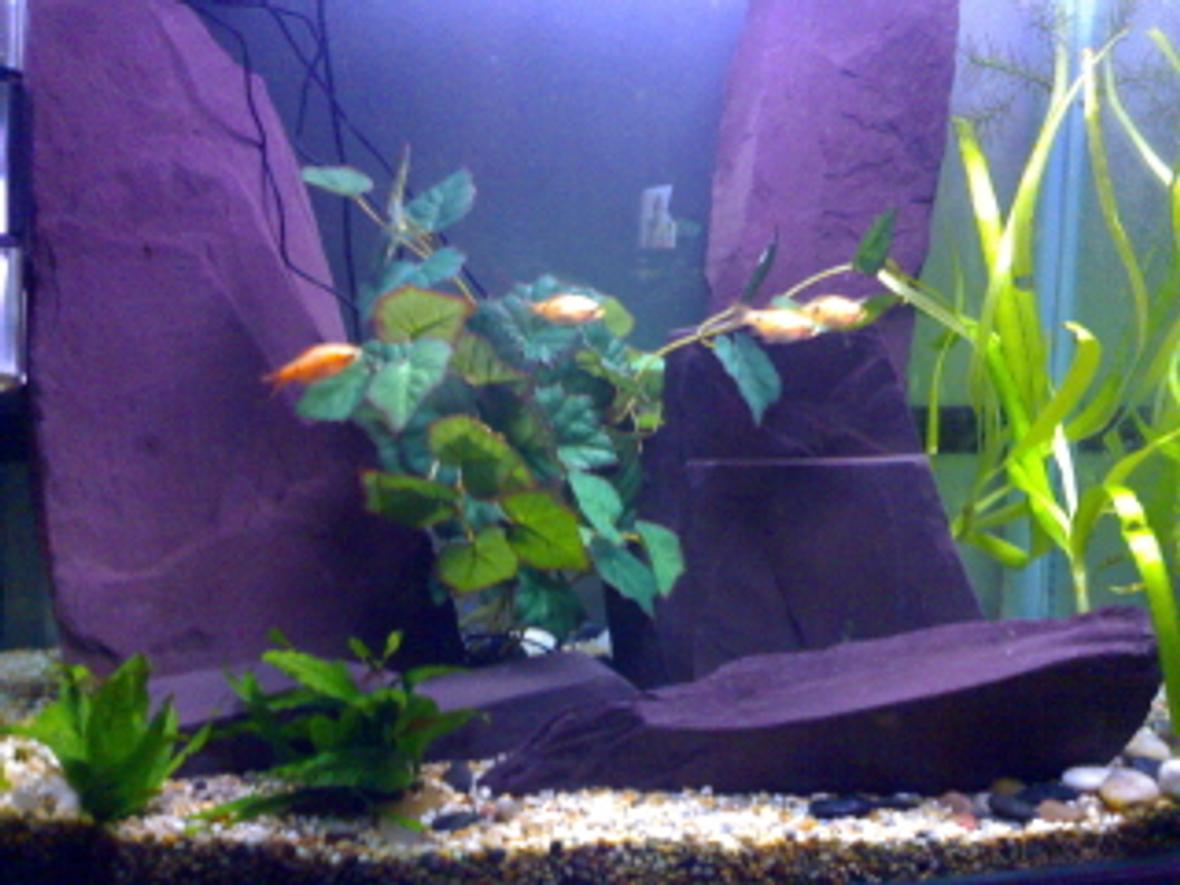 45 gallons freshwater fish tank (mostly fish and non-living decorations) - Jewel tank with large pieces of slate to emphasis the height of the tank. Wanting to add some more fish very soon!