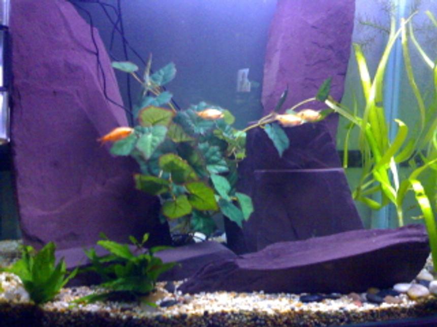 Rated #276: 45 Gallons Freshwater Fish Tank - Jewel tank with large pieces of slate to emphasis the height of the tank.
Wanting to add some more fish very soon!