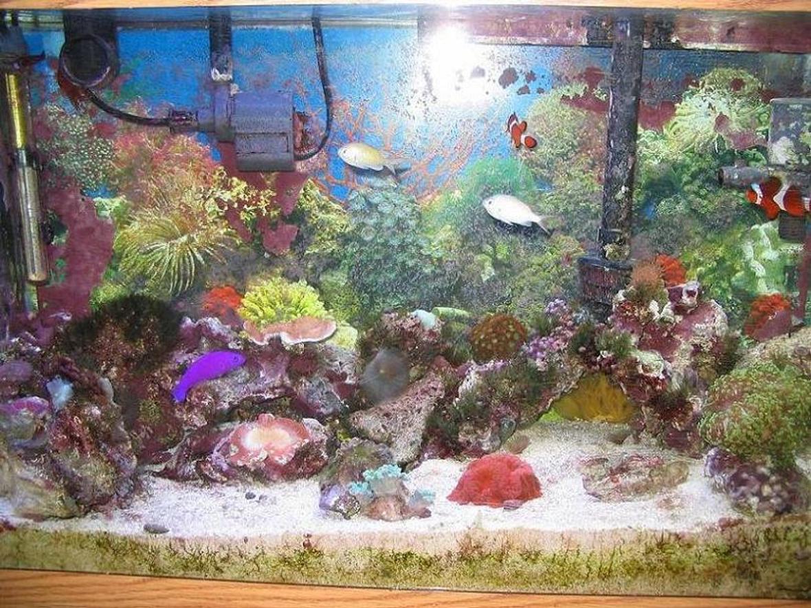 30 gallons reef tank (mostly live coral and fish) - 30 Gallon reef tank All coral less than one year old Most grown from frags except Brain