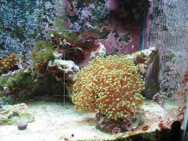 corals inverts - euphyllia paradivisa - frogspawn coral stocking in 30 gallons tank - frogspawn grown from a 1/2 inch frag one year ago