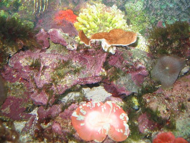 corals inverts - montipora capricornis - montipora capricornis, red stocking in 30 gallons tank - montipora capricornus and brain coral