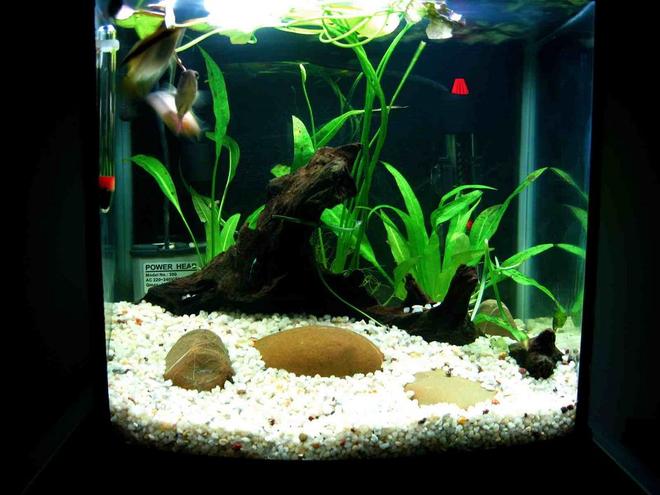 5 gallons freshwater fish tank (mostly fish and non-living decorations) - tank 4