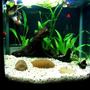 5 gallons freshwater fish tank (mostly fish and non-living decorations) - tank 4