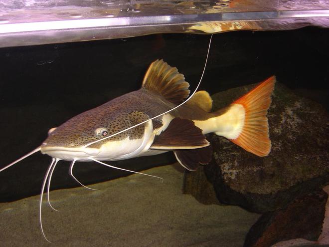 freshwater fish - arius jordani - columbian shark stocking in 180 gallons tank - 30" RTC