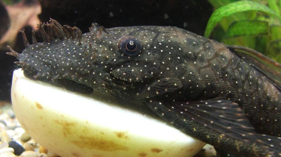 freshwater fish - ancistris sp. - starry night pleco (l-183) - Starlight Bristlenose plec (L183)