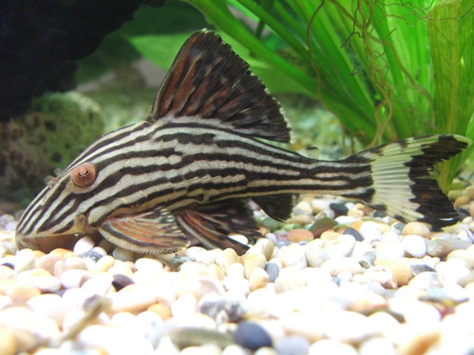 freshwater fish - panaque nigrolineatus - gold royal pleco (l-027) - Royal plec