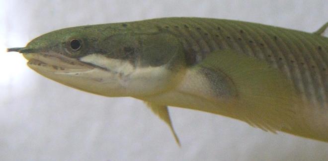 freshwater fish - polypterus senegalus - cuvier bichir - Polypterus Senegal 1 of 3 in my 200L