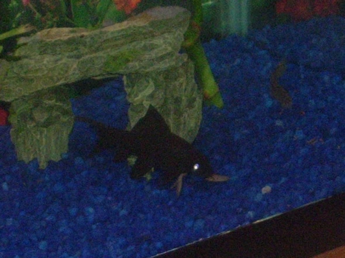 freshwater fish - labeo chrysophekadion - black shark stocking in 29 gallons tank - 3.5" Black Shark Keep on dark soil and they will be jet black.