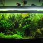 55 gallons planted tank (mostly live plants and fish) - 55 gallon planted tank. It finally grew in!!