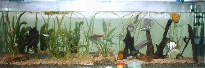 200 gallons freshwater fish tank (mostly fish and non-living decorations) - mi pecera ..hace unos meses...