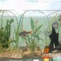 200 gallons freshwater fish tank (mostly fish and non-living decorations) - mi pecera ..hace unos meses...