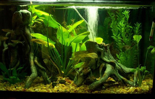 30 gallons planted tank (mostly live plants and fish) - this is my thirty G.  tank re-done in my new place.
