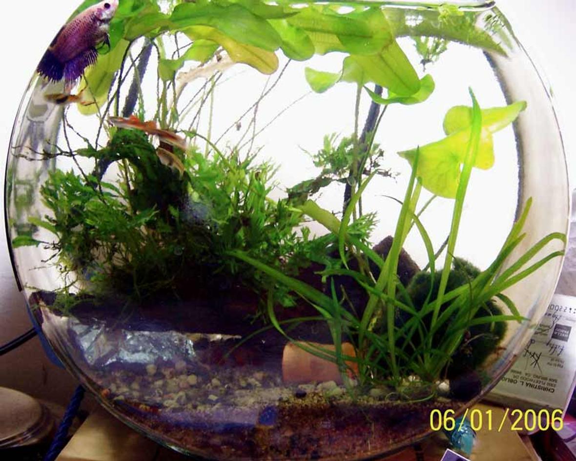 2 gallons planted tank (mostly live plants and fish) - Updated endler bowl