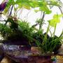 2 gallons planted tank (mostly live plants and fish) - Updated endler bowl